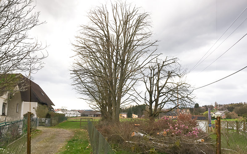 Kronenreduktion durch M2 Baumdiens