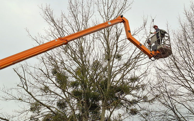 Entefernung von Misteln und Efeu