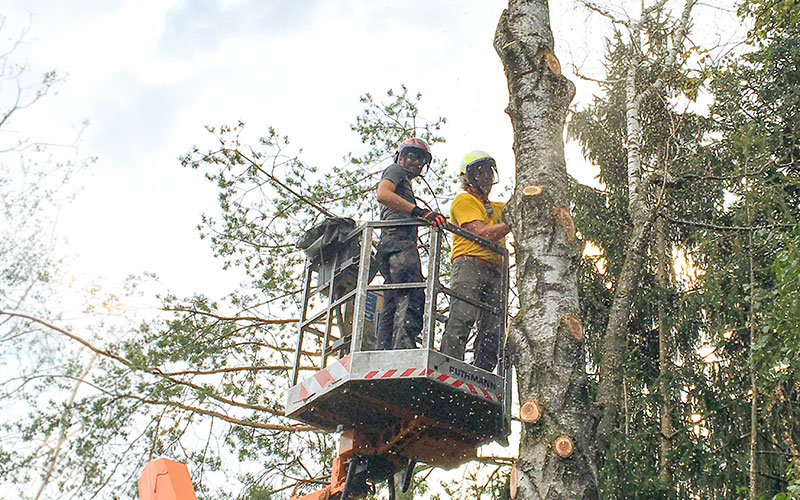Fällungen auf engstem Raum